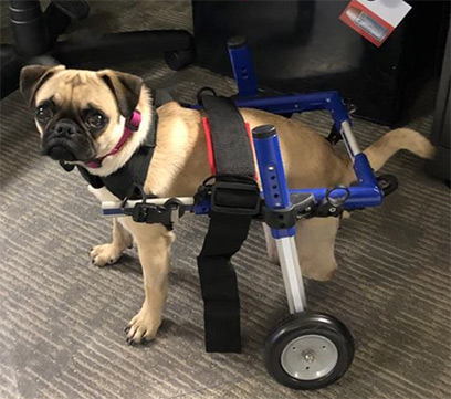 OC Animal Care Gives Update on Mila the “Miracle” Pug