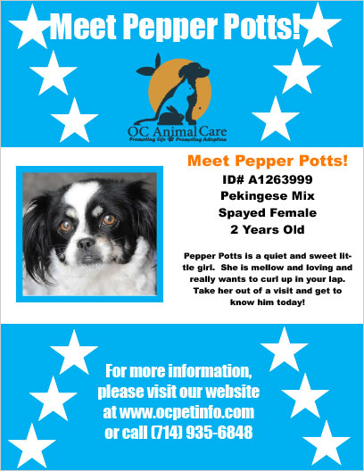 OC Animal Care Pet of the Week