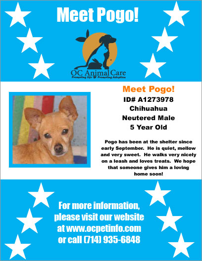 OC Animal Care Pet of the Week