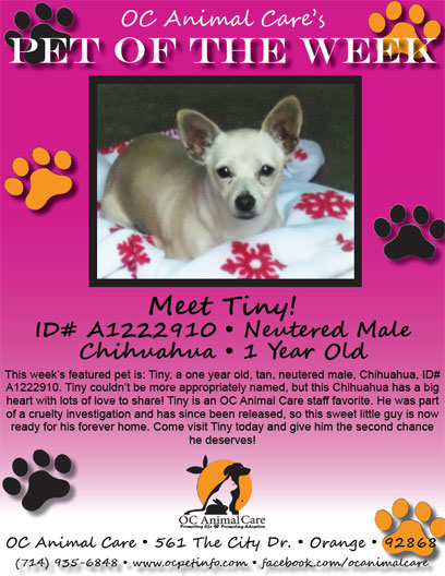 OC Animal Care Pet of the Week