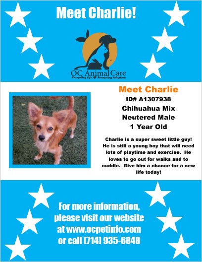 OC Animal Care Pet of the Week