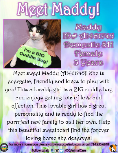 OC Animal Care Pet of the Week