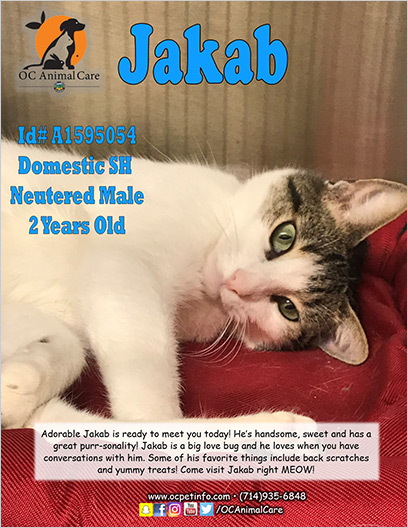 OC Animal Care Pet of the Week