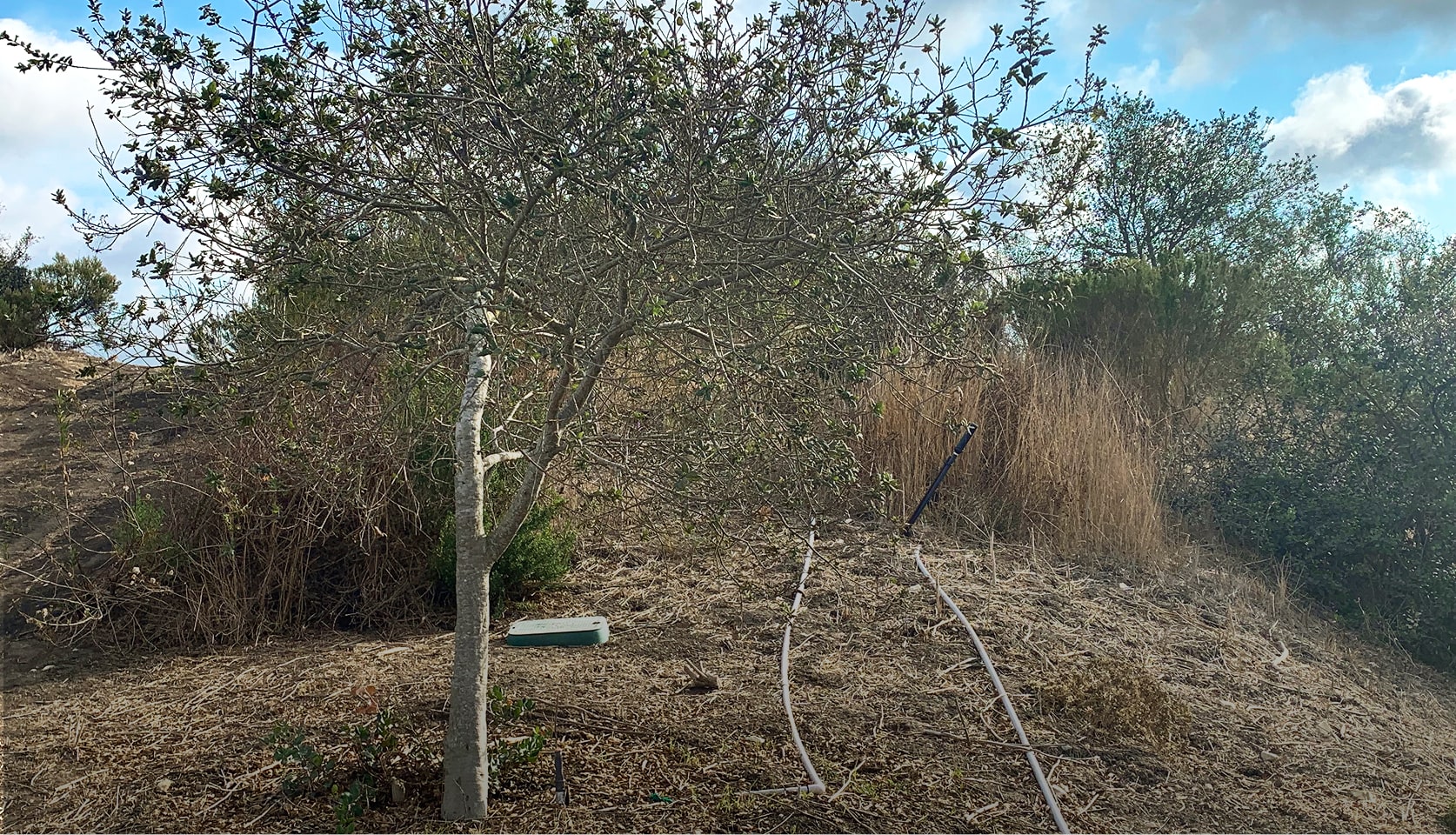 Acres of habitat maintained